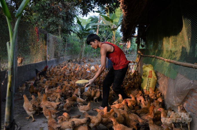 Với nhiều chính sách đồng hành của chính quyền, đã là điểm tựa để người nông dân có vốn đầu tư phát triển chăn nuôi. Ảnh: Đào Thanh.