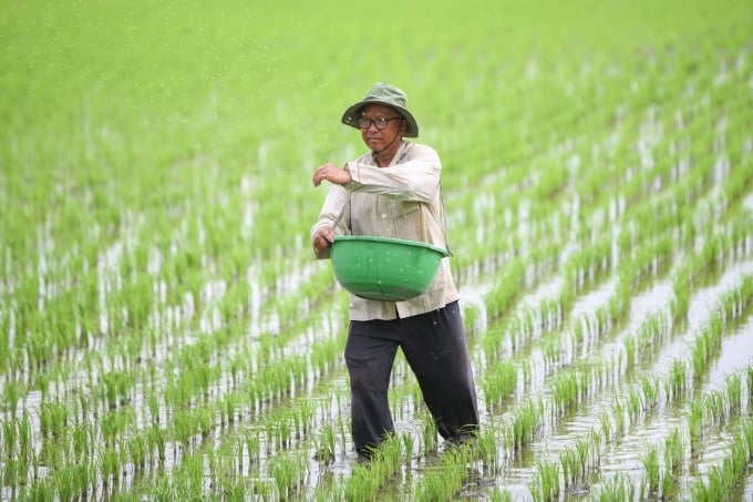 Ông Hai Điều, thành viên HTX Nông nghiệp Vị Thủy 1 ra chăm sóc ruộng lúa cấy máy để làm lúa giống. Ảnh: Trung Chánh.