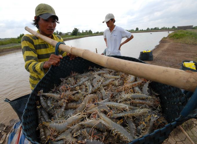 Thị trường Trung Quốc đang phục hồi dần sau dịch Covid-19, trong tháng 4 và 5 xuất khẩu tôm sang thị trường này tăng liên tụ. Ảnh: Lê Hoàng Vũ. 
