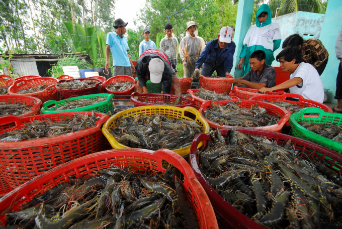 Phấn đấu năm 2020, sản lượng tôm nuôi đạt 830.000 tấn (280.000 tấn tôm sú và 550.00 tấn tôm thẻ chân trắng), kim ngạch xuất khẩu đạt 3,5 tỷ USD. Ảnh: Lê Hoàng Vũ.