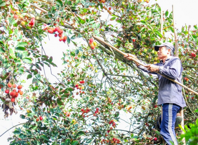 17361110dscn6834-173611.jpg Do ảnh hưởng hạn, mặn mùa khô 2019 – 2020 vườn chôm chôm ở Cù lao Tân Quy đều giảm năng suất và chất lượng, thậm chí nhiều nhà vườn lỗ nặng.