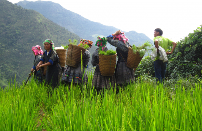 Bà con Mù Cang Chải gùi thông trồng rừng. Ảnh: Thái Sinh.