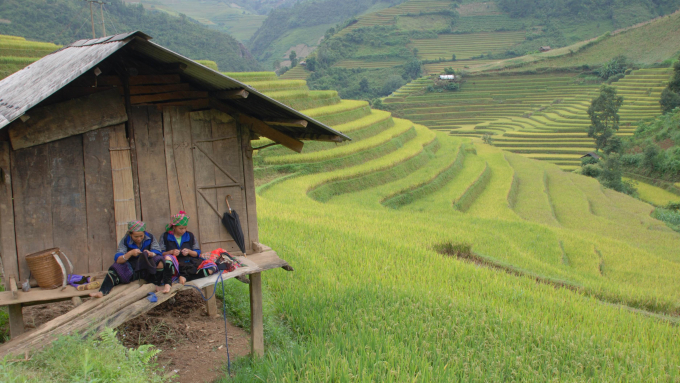 Những đồng lúa tươi tốt dưới những cánh rừng. Ảnh: Thái Sinh.