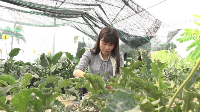 100112224-100112.jpg Nghiên cứu giống hoa là niềm đam mê của kỹ sư Hương.