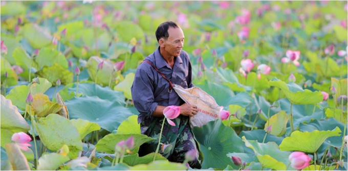 16561227nguoi_dan_phai_mang_ung_deo_bao_tai_vao_nguoi_di_hai_sen-165612.jpg Niềm vui khi chuyển đổi cây trồng kém hiệu quả sang trồng sen.