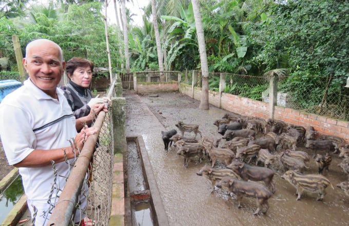 4-2011_20200611_515.jpg Ông Chín Chạy tại trang trại nuôi heo rừng của gia đình ở huyện Mỏ Cày Nam. Ảnh: T.Phùng.