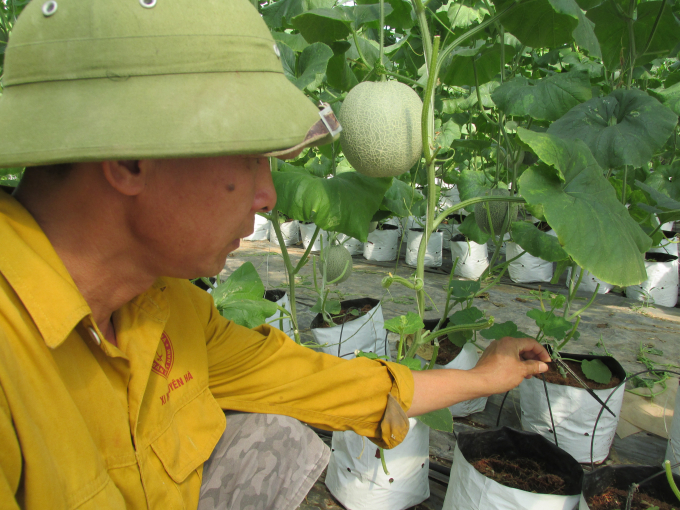 08512249anh_tai_gioi_thieu_he_thong_ong_tuoi_nuoc_va_dinh_duong_nho_giot_cho_dua-085122.jpg Dưa lưới công nghệ cao cho chất lượng cực cao.