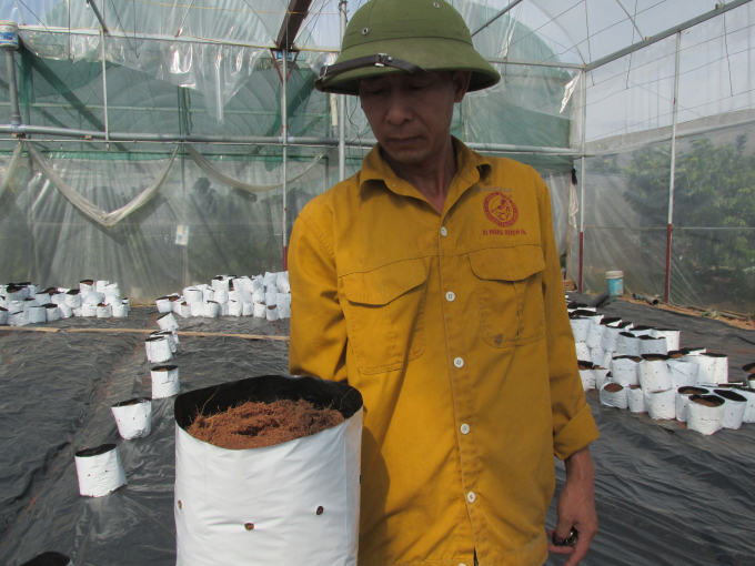 08512362bich_gia_the_huu_co_dung_cho_trong_dua_luoi-085123.jpg Kiểm tra giá thể trồng dưa lưới.