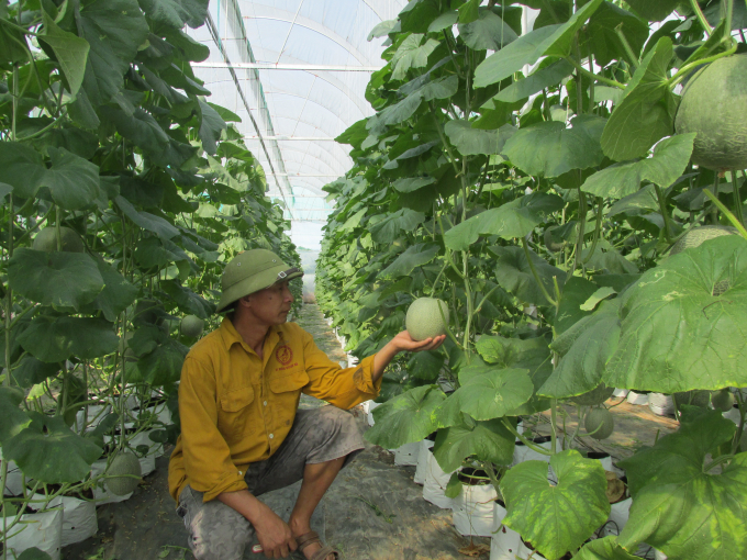 0851258dua_luoi_sau_trong_khoang_2_than-085125.jpg Vườn dưa lưới của chị Tiền.