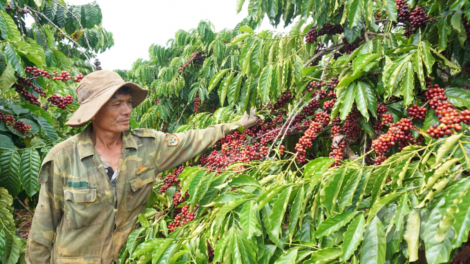 Nhờ sử dụng phân bón theo quy trình nên những vườn cà phê tái canh ở Tây Nguyên phát triển rất tốt.