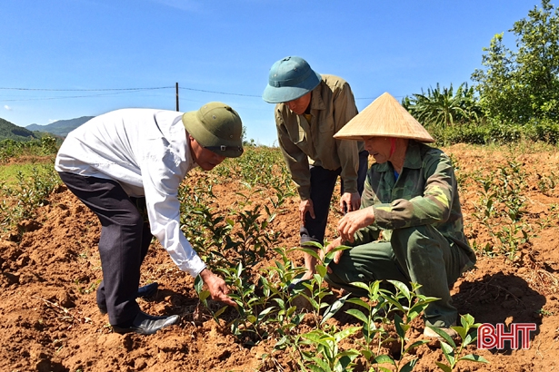 Hướng dẫn chăm sóc chè mùa nắng nóng. Ảnh: Báo Hà Tĩnh.