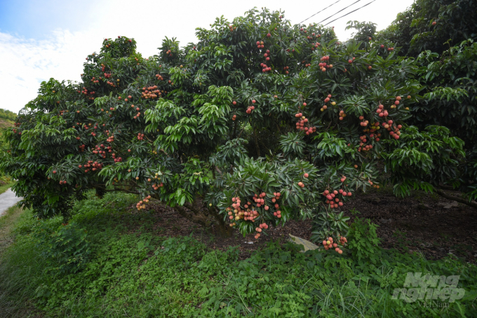 Những cây vải chín đỏ trong vườn nhà ông Hãnh. Ảnh: Tùng Đinh.