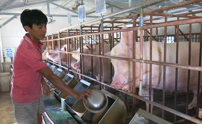 222-1143_20200628_508.jpeg Nông dân huyện Quảng Trạch tái đàn sau khi hết DTLCP. Ảnh: N. Lan.