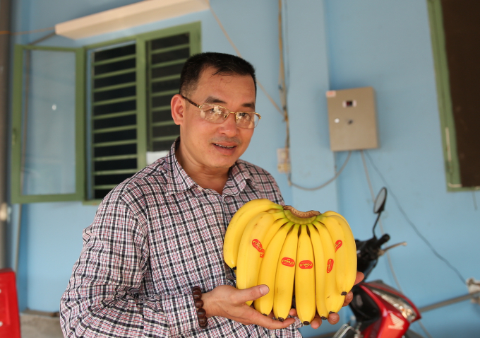 0e7a7229-1533_20200616_11.jpg Chuối to và đẹp, đều cả nải. Ảnh: Phúc Lập.
