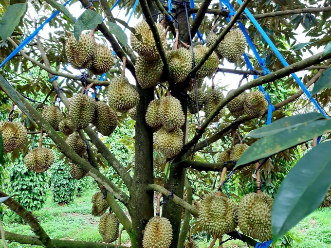 Sầu riêng là một trong những cây ăn quả có tiềm năng, lợi thế rất lớn của Tây Nguyên. Ảnh: TL