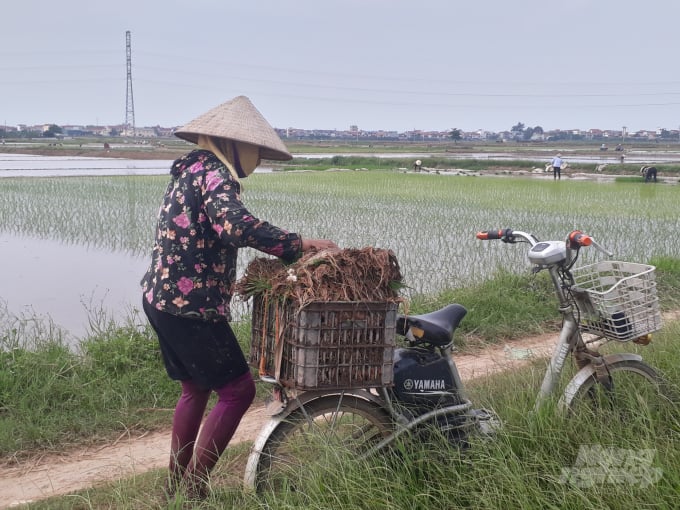 watermark_anh-2-1404_20200707_608.jpg Dù nhiều tuổi, một số nông dân Phúc Thọ vẫn miêt mài đi cấy thuê kiếm thêm thu nhập. Ảnh: Trần Hồ.
