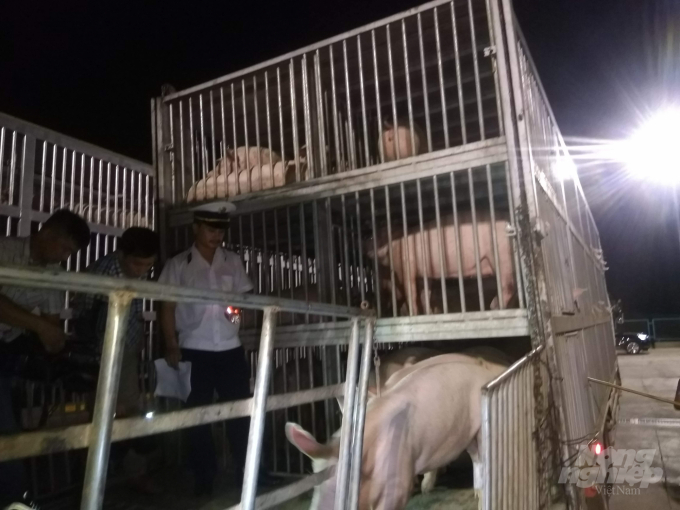 Nhập khẩu lợn bằng con đường chính ngạch có sự giám sát của cơ quan chức năng sẽ hạn chế nguy cơ lây lan dịch bệnh. Ảnh: CĐ.