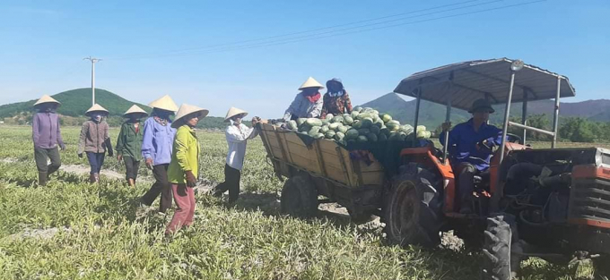 00004568thu_hoach_dua_hau_tai_xa_ky_ninh-000045.jpg Niềm vui được mùa trên cánh đồng dưa hấu.