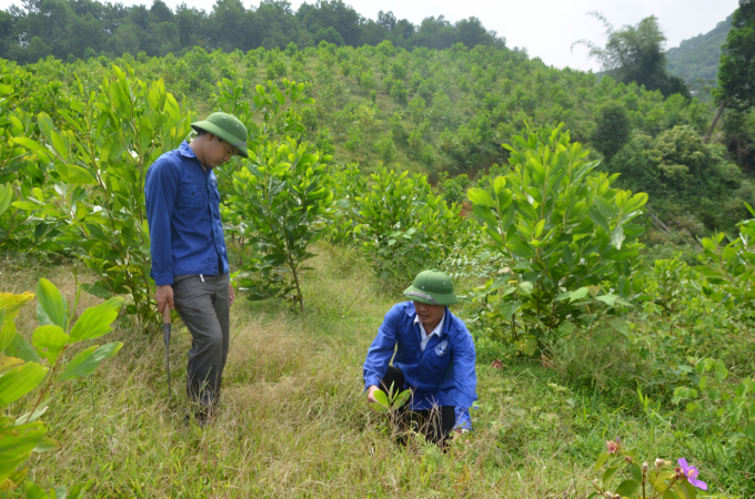 67791f33a952550c0c43-1804_20200716_300.jpg GS.TS Phạm Quang Thu cảnh báo các địa phương có lượng mưa lớn sẽ có nguy cơ cao đối với bệnh chết héo keo. Ảnh: Đào Thanh.