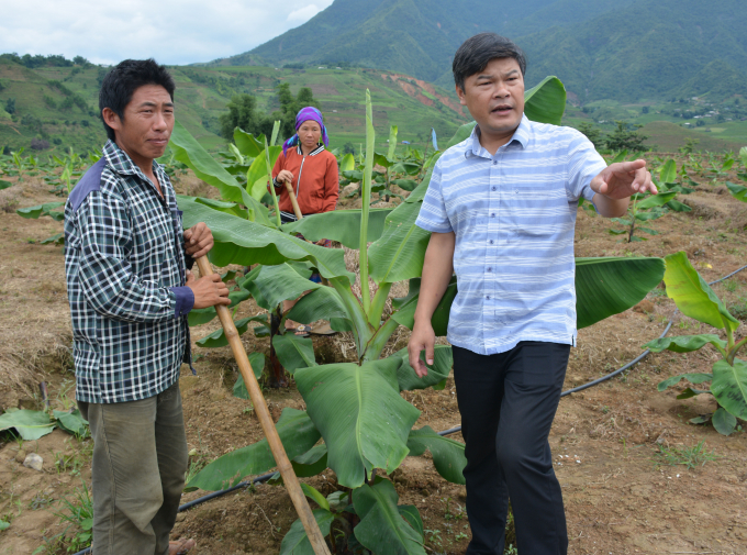 07452597a5-074525.jpg Bí thư xã Pắc Ta Mai Văn Sáng (phải) trao đổi về bệnh của cây chuối.