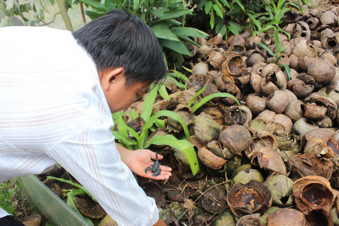 bai-tai-co-cau-chan-nuoi-vua-con-trung-vung-dat-thep-1507_20200727_735.jpg Theo anh Tùng, bọ cạp rất dễ nuôi, ăn tạp, không ăn thịt đồng loại nên có thể nuôi nhiều lứa cùng lúc, cùng 1 chuồng. Ảnh: Nguyễn Vỹ.