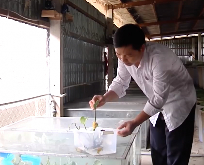 bai-tai-co-cau-chan-nuoi-vua-con-trung-vung-dat-thep-1515_20200727_842.jpeg Trứng cà cuống. Ảnh: Hồng Thuỷ.
