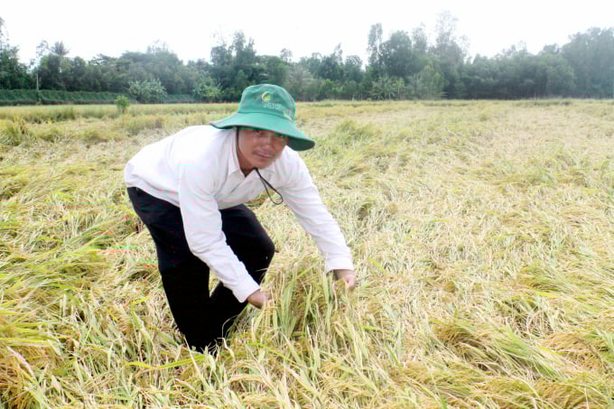 Mưa giông nhiều ngày qua khiến lúa đổ hàng loạt. Ảnh: Lê Hoàng Vũ.