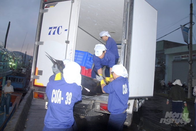 Nhân viên Công ty CP Thủy sản Bình Định thu mua cá ngừ đại dương tại Cảng cá Quy Nhơn. Ảnh: Vũ Đình Thung.