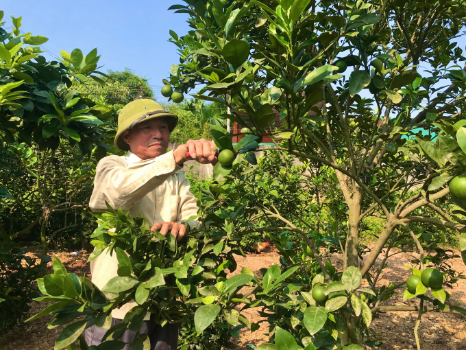 0930313ong_ho_dang_cham_soc_vuon_cay_an_qua-093031.jpg Ông Hộ chăm sóc cây ăn quả.