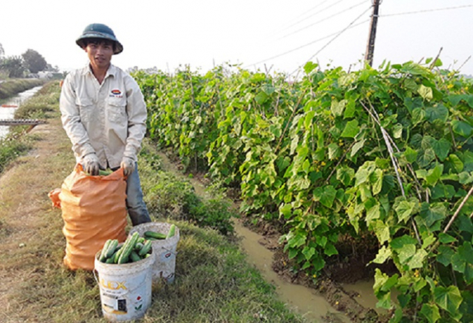 dua-chuot-sach-lai-gap-4-lua-0956_20200809_95.jpg Thu hoạch dưa chuột. Ảnh: Hoàng Minh.