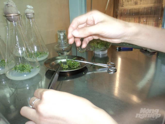 Nuôi cấy mô lan đột biến - một cuộc tranh cãi không ngừng nghỉ bởi người bảo có thể, người bảo không. Ảnh: Dương Đình Tường.