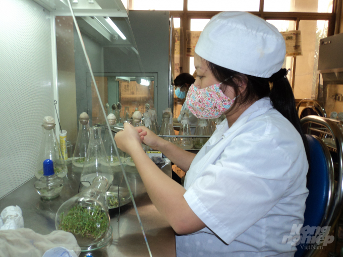 Nuôi cấy mô lan đột biến - một cuộc tranh cãi không ngừng nghỉ bởi người bảo có thể, người bảo không. Ảnh: Dương Đình Tường.