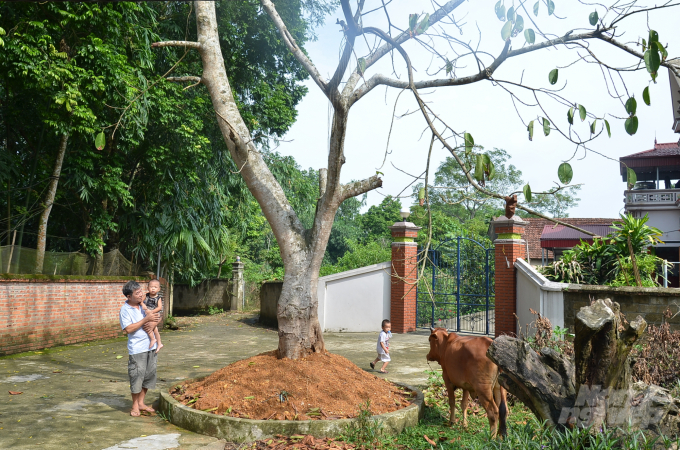 Hai trong ba gốc đa làng Cổ Tiết (Tam Nông, Phú Thọ) nơi phát tích ra giống lan đột biến 5 cánh trắng Phú Thọ đã bị chết và được trồng bằng cây mới. Ảnh: Dương Đình Tường.