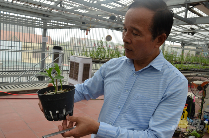 Ông Toan bên chậu lan 5 cánh trắng Phú Thọ còn non. Ảnh: Dương Đình Tường.