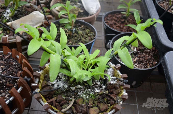 Chậu lan đột biến Bạch Tuyết được ông Toan định giá 5 tỉ. Ảnh: Dương Đình Tường.