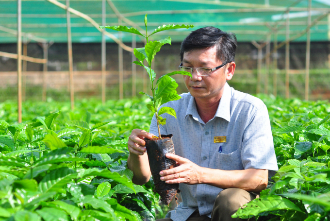 anh-1-eakmat-1123_20200812_151.jpg Mỗi năm, Viện Eakmat cung cấp ra thị trường từ 1,2-1,5 triệu cây giống cà phê TRS1 phục vụ nhu cầu sản xuất của bà con nông dân. Ảnh: Minh Hậu.