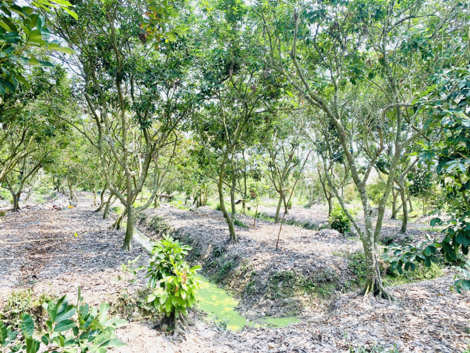 Các nhà khoa học khuyến cáo, vào mùa hạn để giảm bốc thoát hơi nước và nhu cầu cần nước của cây nên tiến hành tỉa cành, tạo tán, tỉa bớt hoa. Ảnh: Ngọc Trinh.