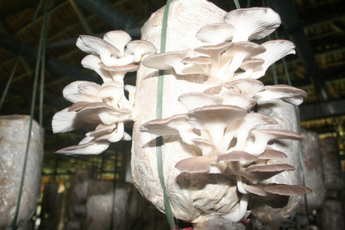 183508403-183508.jpg Nuôi trồng nấm sò từ bịch phôi.