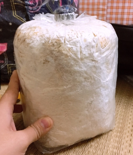 183509211-183509.png Bịch phôi cho nuôi trồng nấm.