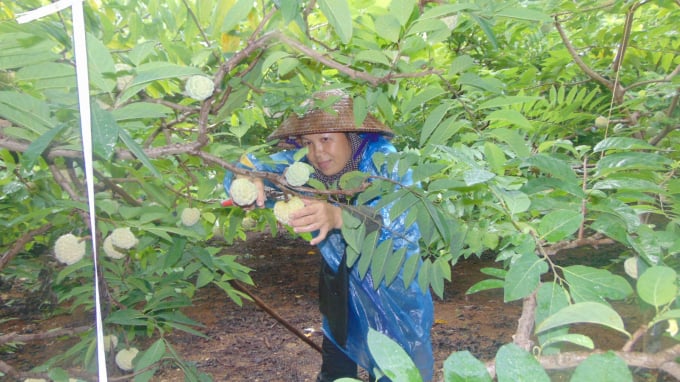 vo-anh-duong-dang-hai-na-cho-khach-0725_20200816_369.jpg Quả na chín sau khi thu hoạch sẽ bán được giá từ 40.000 - 45.000đ/kg. Ảnh: Toán Nguyễn.