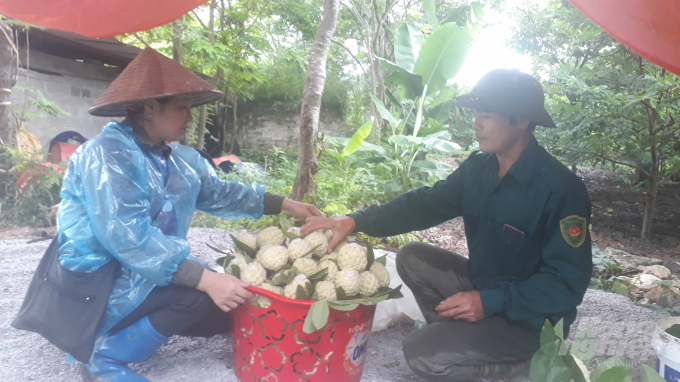 watermark_anh-duong-va-vo-kiem-tra-na-truoc-khi-giao-hang-cho-khach-0725_20200816_350.jpg Vợ anh Dương hái na cho khách tại vườn nhà. Ảnh: Kiều Hải.