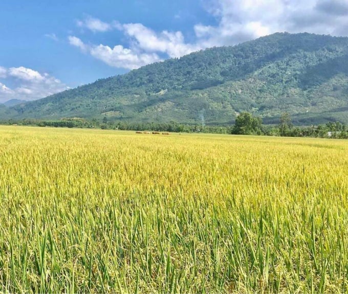 Cánh đồng lúa tốt bời bời ở huyện Đức Linh. Ảnh: QĐ.