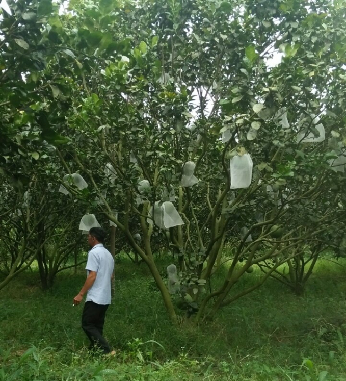 Vùng cây ăn quả ở huyện Đức Linh. Ảnh: QĐ.