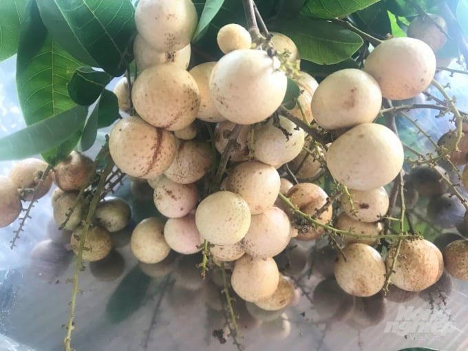 Nhãn Thanh Sơn có nguồn gốc từ nhãn long đột biến. Ảnh: Minh Đảm.