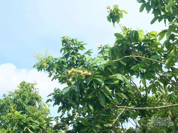 Cây nhãn cho trái môi năm 2 vụ. Ảnh: Minh Đảm.