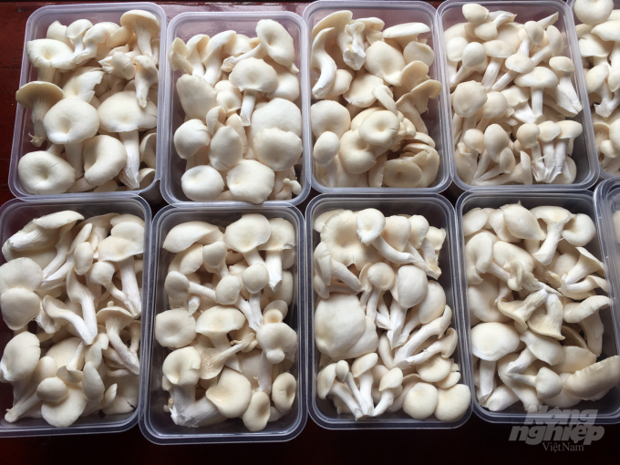 Nấm bào ngư của HTX Dịch vụ Linh Phát sau khi thu hoạch được sơ chế và đóng vào hộp, đảm bảo an toàn sức khỏe. Ảnh: Mai Chiến.