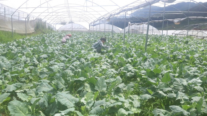 Công nhân của Hợp tác xã Bảo Minh chăm sóc su hào trái vụ.