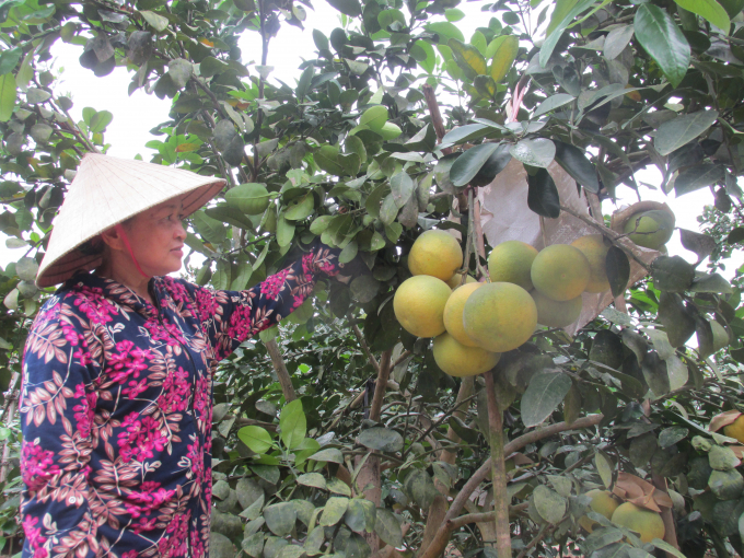 08200748vuon_buoi_chi_phuon-082008.jpg Chăm sóc bưởi Phúc Trạch.