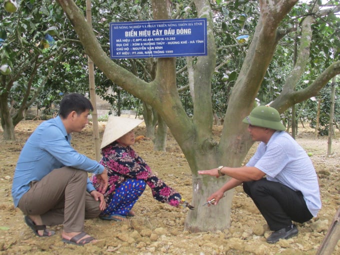 08201245can_bo_trung_tam_khuyen_nong_huong_dan_cham_soc_cay_buoi_dau_gion-082012.jpg Một cây bưởi Phúc Trạch đầu dòng.