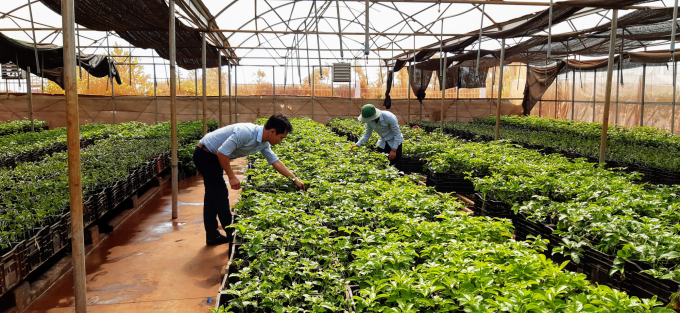Vườn ươm giống chanh leo đầu dòng của Doveco Gia Lai, phục vụ nhu cầu giống cho nông dân trong vùng.